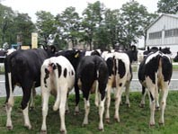 Holstein heifes
