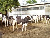 Polish heifers