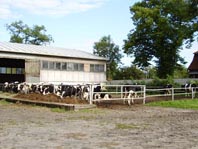 Heifers at Pepowo