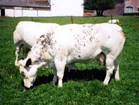 Krowa rasy Błękitnej Belgijskiej
