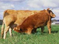 Krowa rasy Limousine z cielęciem