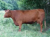 Red Angus