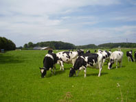 Krowy w Szlezwig-Holsztyn