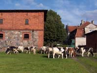 Livestock at Pępowo